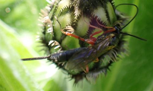 Lissonota sp.